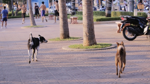 Dong Nai tightens rabies prevention: An absence of responsibility from pet owners