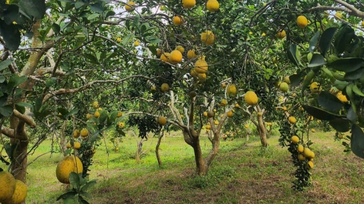 Tăng ‘sức khỏe’ cho đất từ nguồn năng lượng hữu cơ