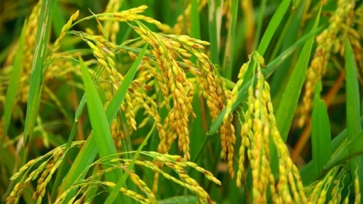 Rice prices on 10/15/2024: Rice continues to rise