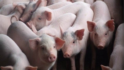 Live pig prices on 10/17/2024: Down by VND 2,000 in some areas