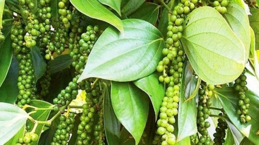 Pepper prices on 11/06/2024: VND 1000 decrease in Ba Ria-Vung Tau