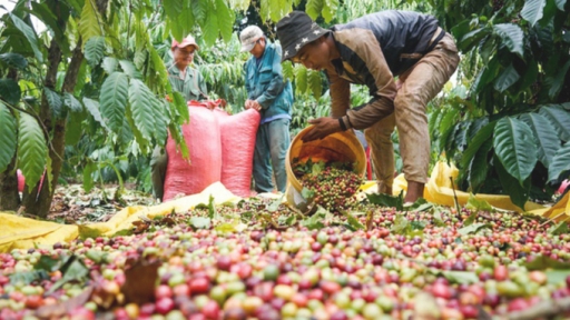 Coffee is the agro-product with the highest increase in price