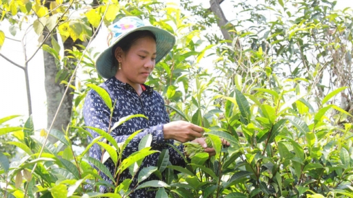 Despite exporting to more than 100 countries, what should Vietnam's tea industry still pay attention to?