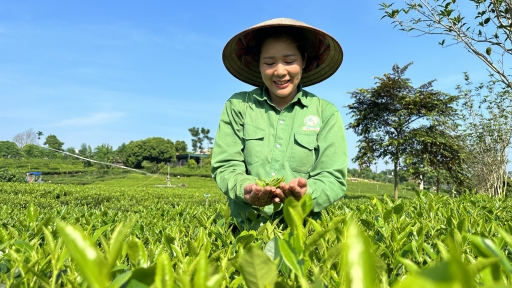 Vùng chè trung du cổ không dùng thuốc hóa học