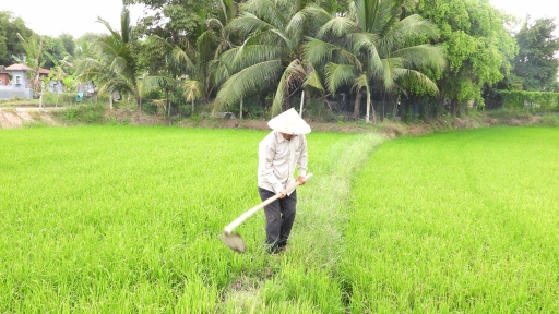 Tây Ninh hỗ trợ 70% kinh phí sửa chữa công trình thủy lợi nội đồng