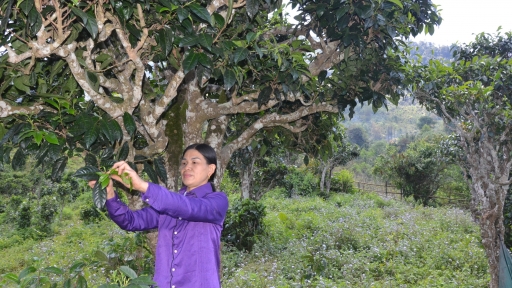 Bảo tồn khẩn cấp chè shan tuyết cổ thụ