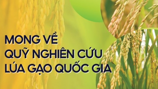 [Bài 3] Ước mơ của những người 'đứng sau cây lúa'