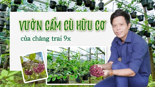 Vườn cẩm cù hữu cơ của chàng trai 9x