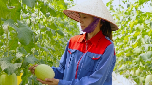 Ứng dụng khoa học công nghệ vào sản xuất, nông dân không lo mất mùa