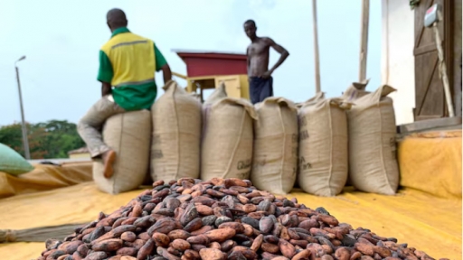 Ghana cocoa farmers hoard beans in anticipation of price hike