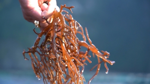 Seaweed dubbed as the ‘bird's nest’ of the blue ocean