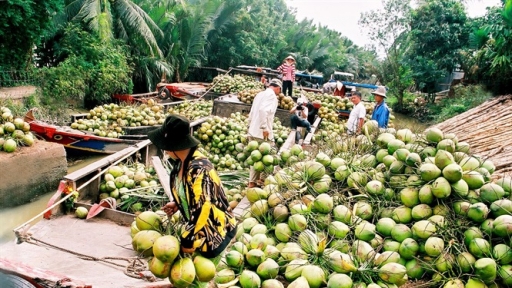 Bến Tre hướng đến dừa hữu cơ