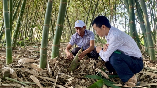 Trồng tre lấy măng, tiền thu tằng tằng