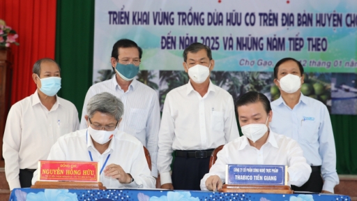 Triển khai vùng trồng dừa hữu cơ tại Chợ Gạo