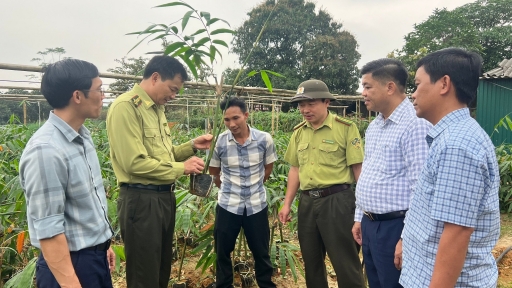 Mở rộng vùng nguyên liệu măng tre Bát Độ thêm 100ha