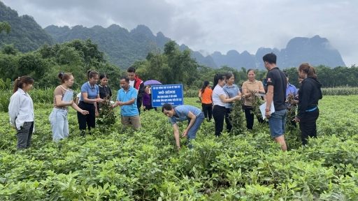 Hợp tác xã liên kết hàng nghìn hộ thúc đẩy nông nghiệp hữu cơ