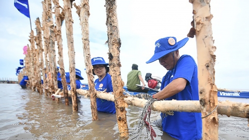 Trồng rừng ngập mặn ứng phó biến đổi khí hậu