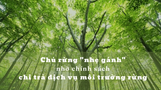 Chủ rừng 'nhẹ gánh' nhờ chính sách chi trả dịch vụ môi trường rừng