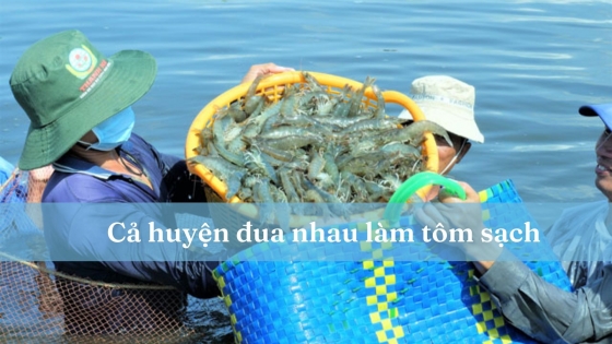 Cả huyện đua nhau làm tôm sạch