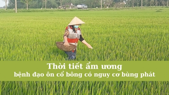 Thời tiết ẩm ương, bệnh đạo ôn cổ bông có nguy cơ bùng phát