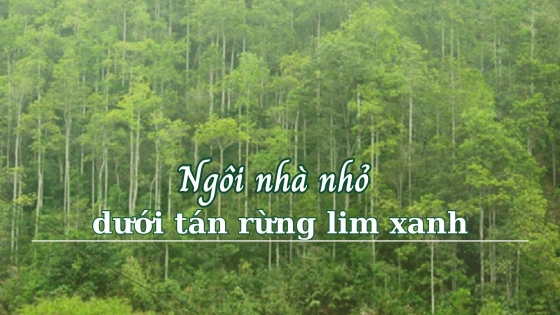 Ngôi nhà nhỏ dưới tán rừng lim xanh