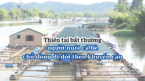 Người nuôi cá lồng chủ động 'né' thiên tai bất thường