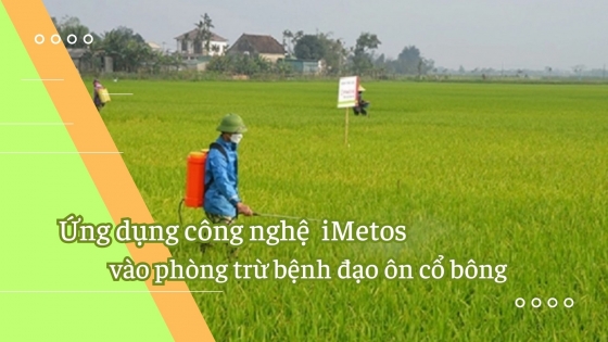 Ứng dụng công nghệ iMetos vào phòng trừ bệnh đạo ôn cổ bông