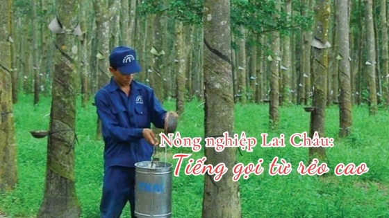 Nông nghiệp Lai Châu: Tiếng gọi từ rẻo cao