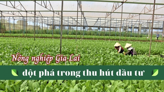 Nông nghiệp Gia Lai đột phá trong thu hút đầu tư