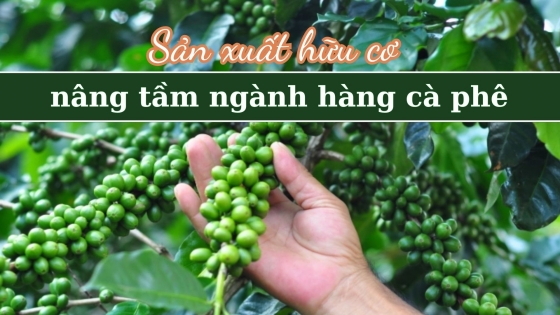 Sản xuất hữu cơ nâng tầm ngành hàng cà phê