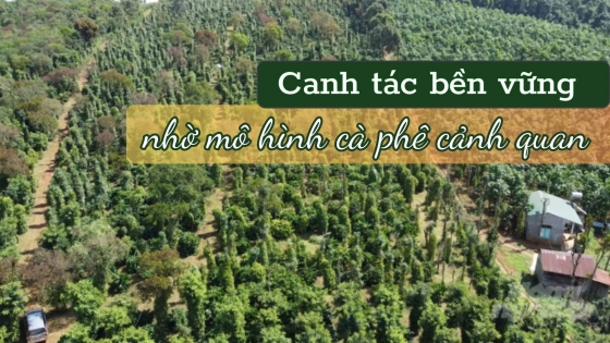 Canh tác bền vững nhờ mô hình cà phê cảnh quan