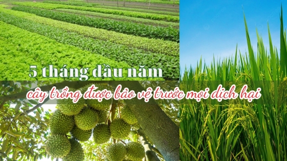 5 tháng đầu năm, cây trồng được bảo vệ trước mọi dịch hại