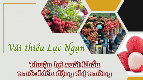 Vải thiều Lục Ngạn xuất khẩu thuận lợi trước biến động thị trường