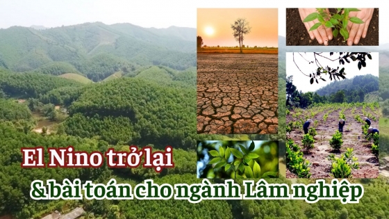 El Nino trở lại và bài toán cho ngành Lâm nghiệp