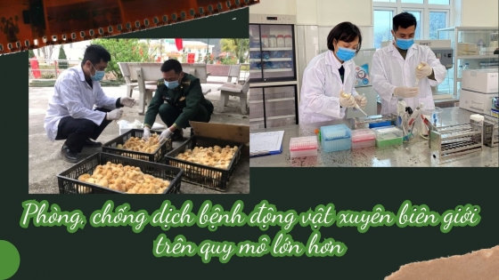 Phòng chống dịch bệnh động vật xuyên biên giới trên quy mô lớn hơn