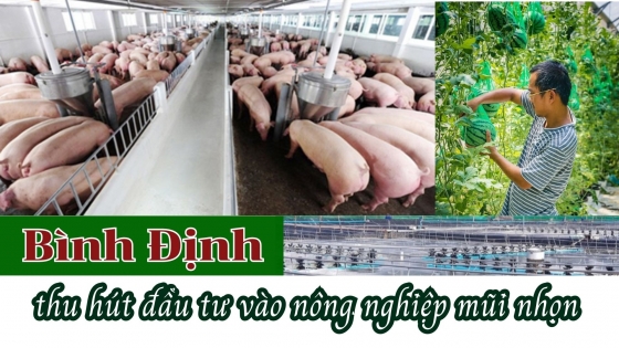 Bình Định thu hút đầu tư vào nông nghiệp mũi nhọn