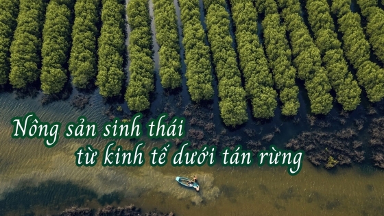 Nông sản sinh thái từ kinh tế dưới tán rừng