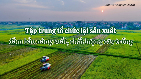 Tập trung tổ chức lại sản xuất, đảm bảo năng suất, chất lượng nông sản