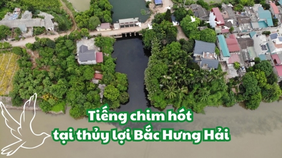 Tiếng chim hót tại thủy lợi Bắc Hưng Hải