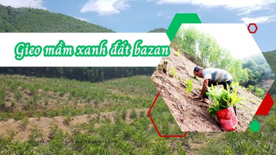 Gieo mầm xanh đất bazan