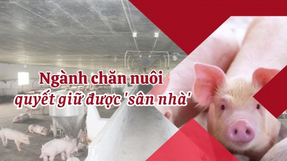 Ngành chăn nuôi quyết giữ được 'sân nhà'