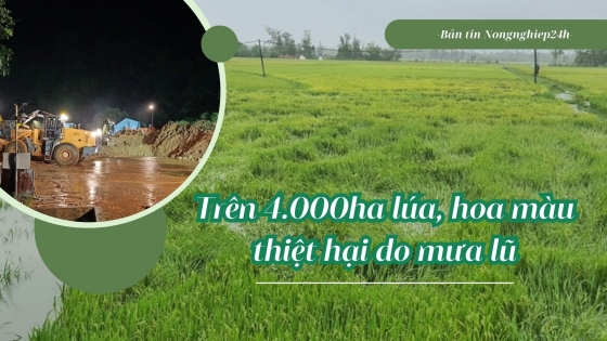 Trên 4.000ha lúa, hoa màu và nhiều nhà dân thiệt hại do mưa lũ