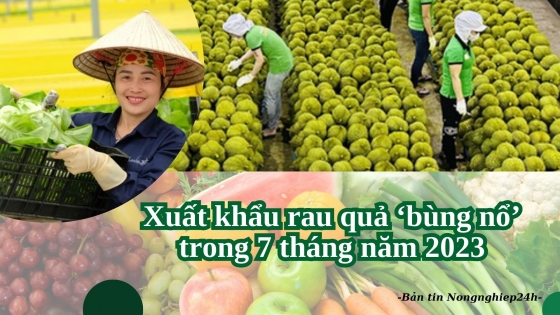 Xuất khẩu rau quả ‘bùng nổ’ trong 7 tháng năm 2023