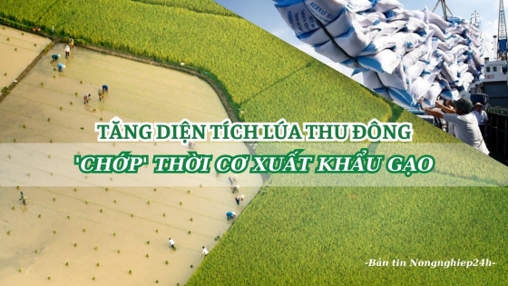 Tăng diện tích lúa thu đông, ‘chớp’ thời cơ xuất khẩu gạo