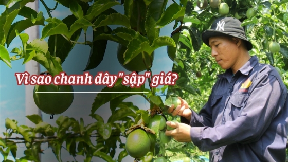 Vì sao chanh dây 'sập' giá?