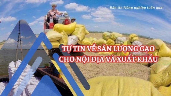 Tự tin về sản lượng gạo cho nội địa và xuất khẩu