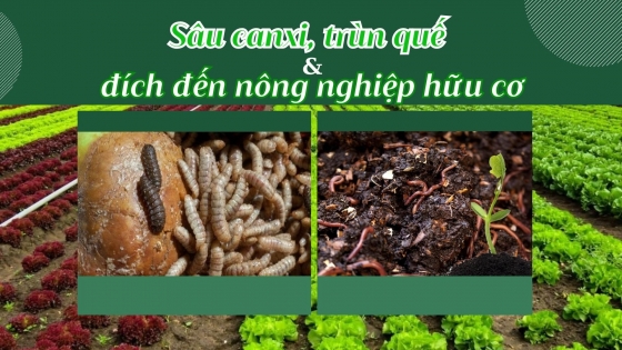 Sâu canxi, trùn quế và đích đến nông nghiệp hữu cơ