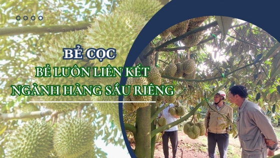 Bẻ cọc, bẻ luôn liên kết ngành sầu riêng