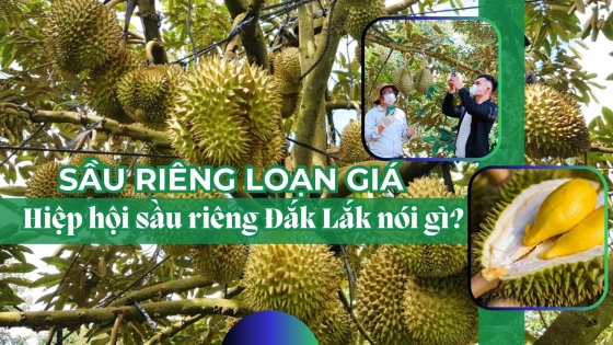 Sầu riêng loạn giá, Hiệp hội Sầu riêng Đắk Lắk nói gì?