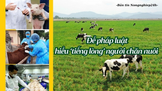 Để pháp luật hiểu 'tiếng lòng' người chăn nuôi